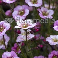 SAXIFRAGA